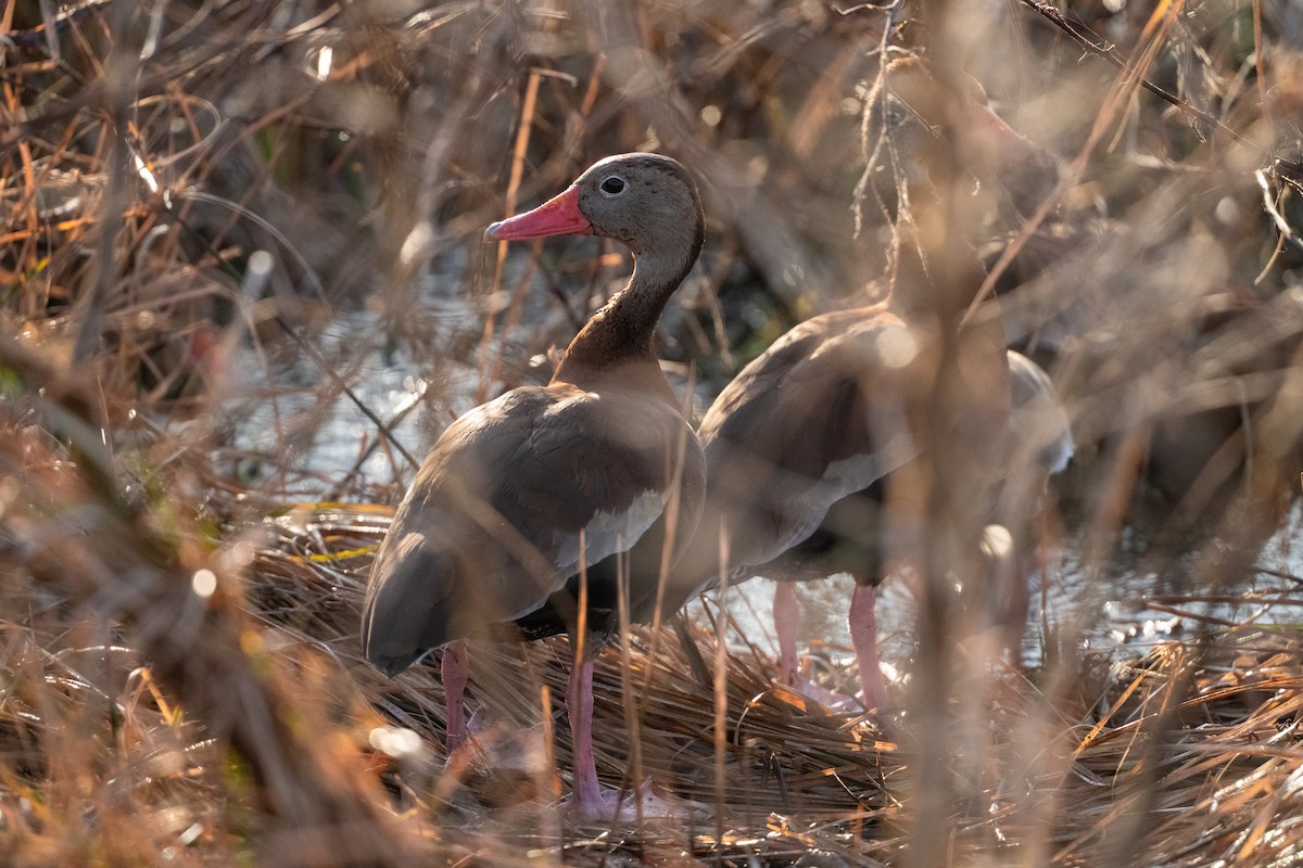Black-bellied Whistling-Duck - ML646368189