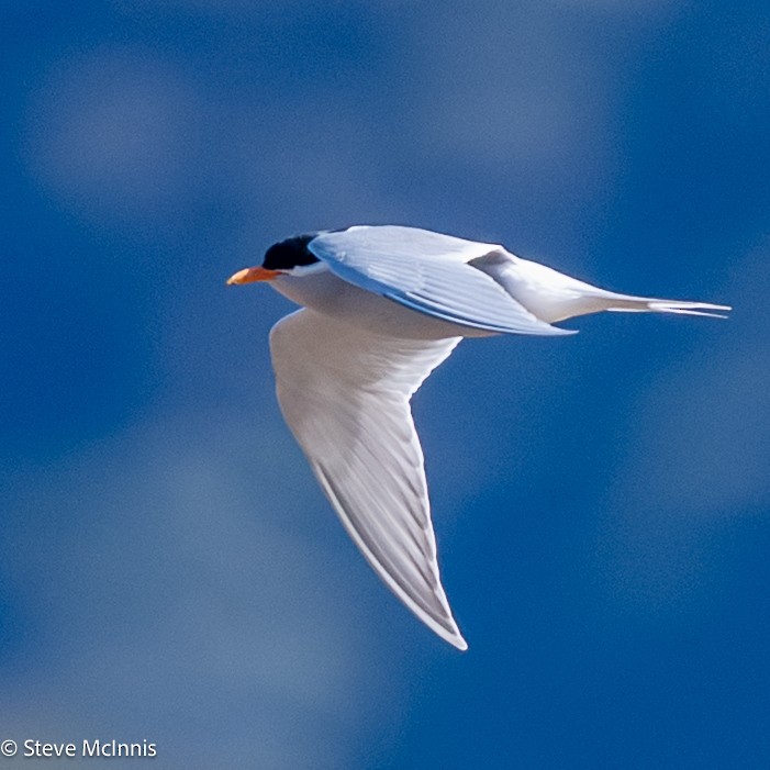 maoriterne - ML646368190