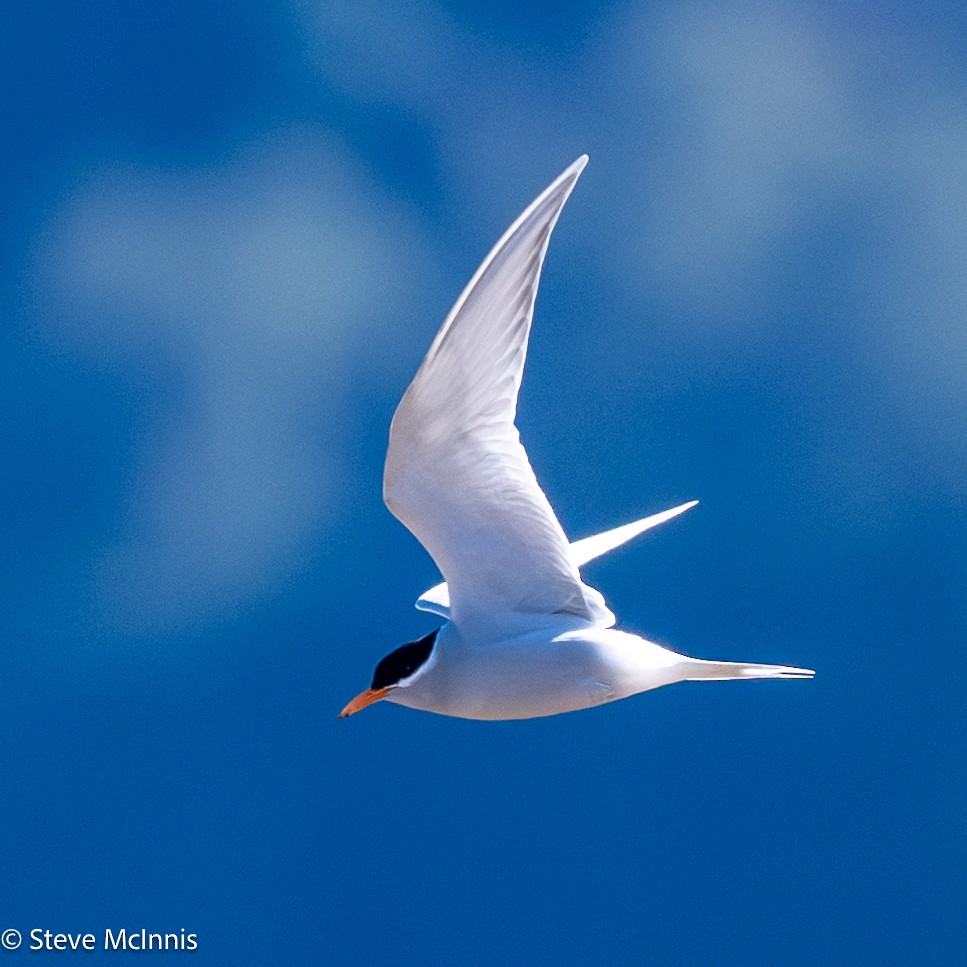 maoriterne - ML646368191