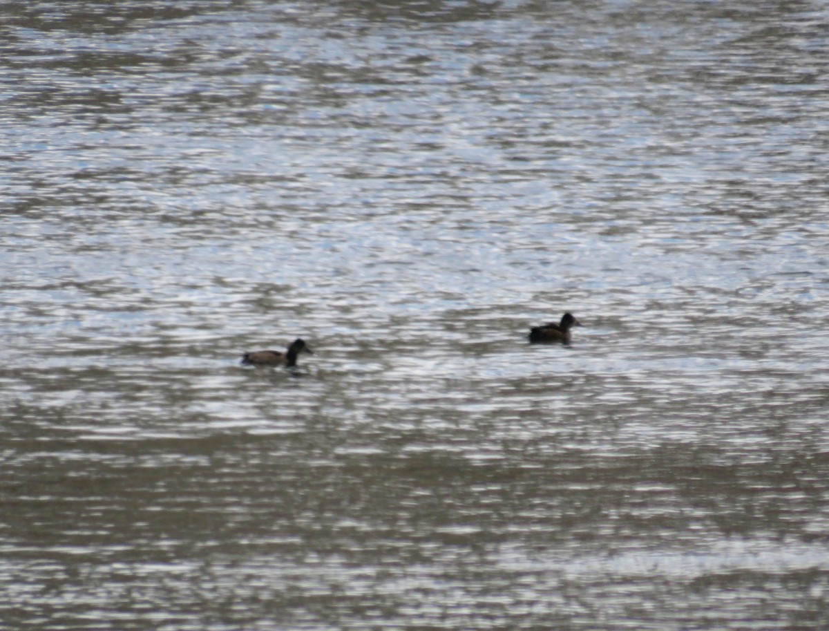 クビワキンクロ - ML646368193