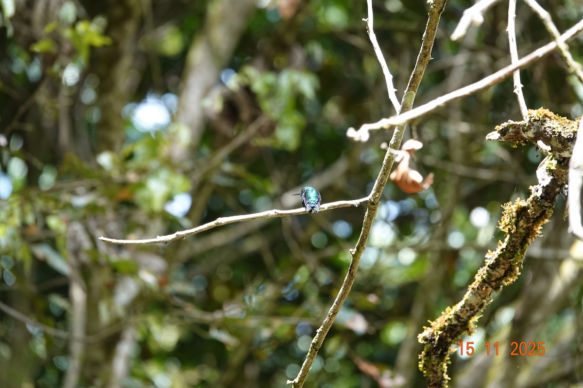 Western Emerald - ML646368194