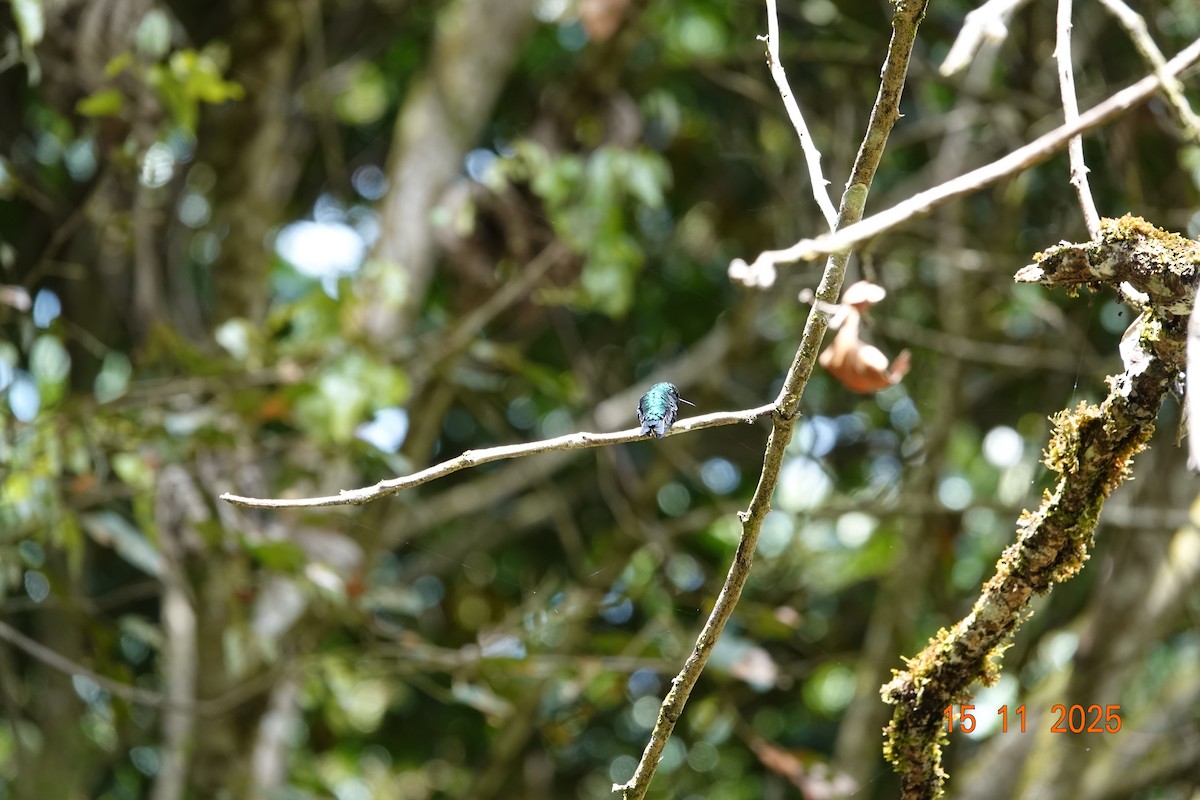 Western Emerald - ML646368195