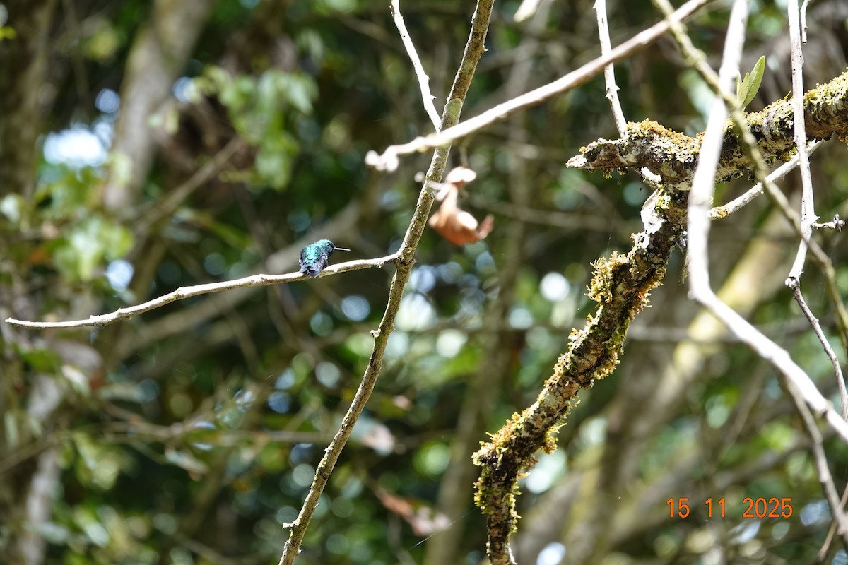 Western Emerald - ML646368196