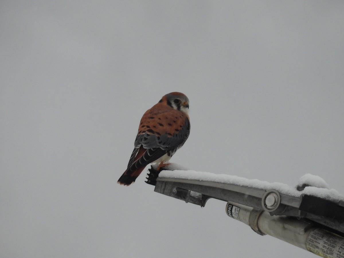 American Kestrel - ML646368197