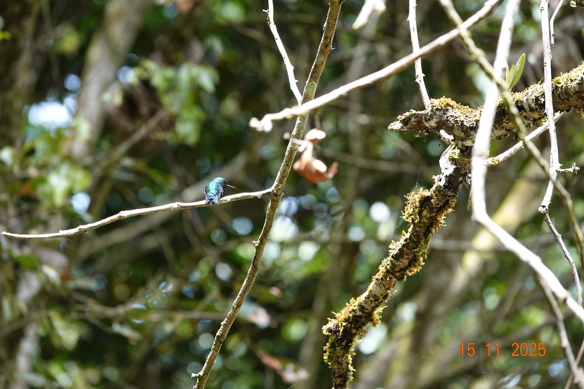 Western Emerald - ML646368198