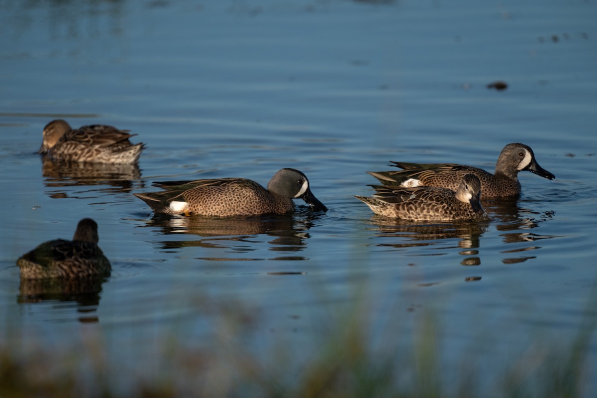 Blue-winged Teal - ML646368202
