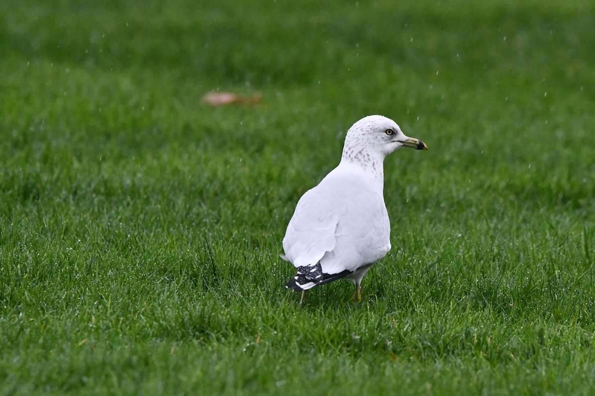 Ring-billed Gull - ML646368204