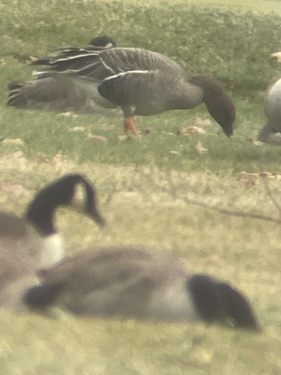 Tundrasaatgans - ML646368205