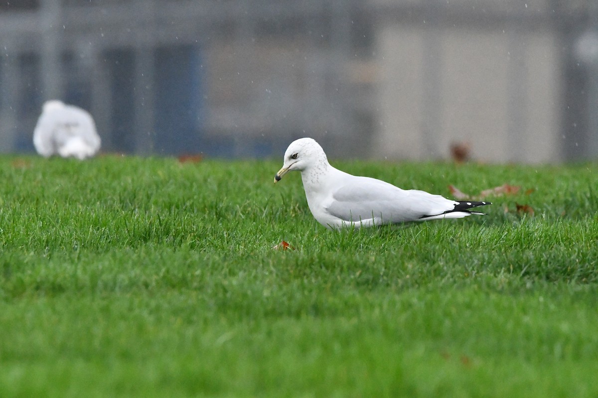 Ring-billed Gull - ML646368206