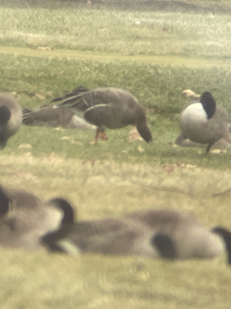 Tundrasaatgans - ML646368207