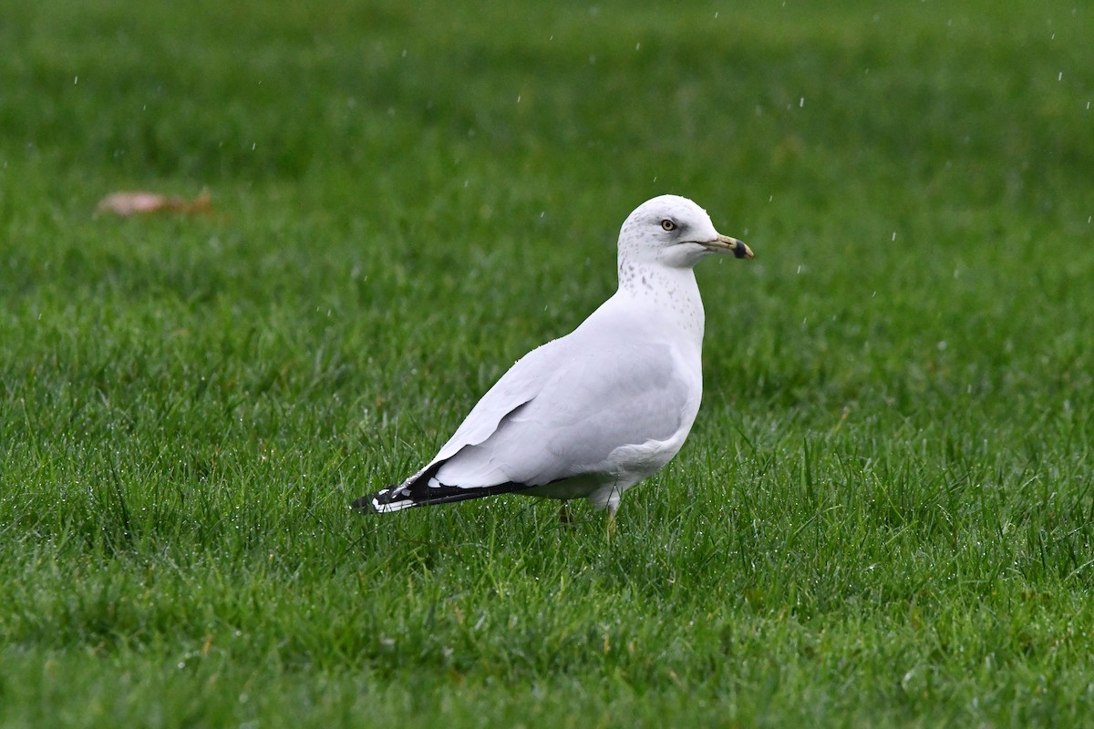 Ring-billed Gull - ML646368208