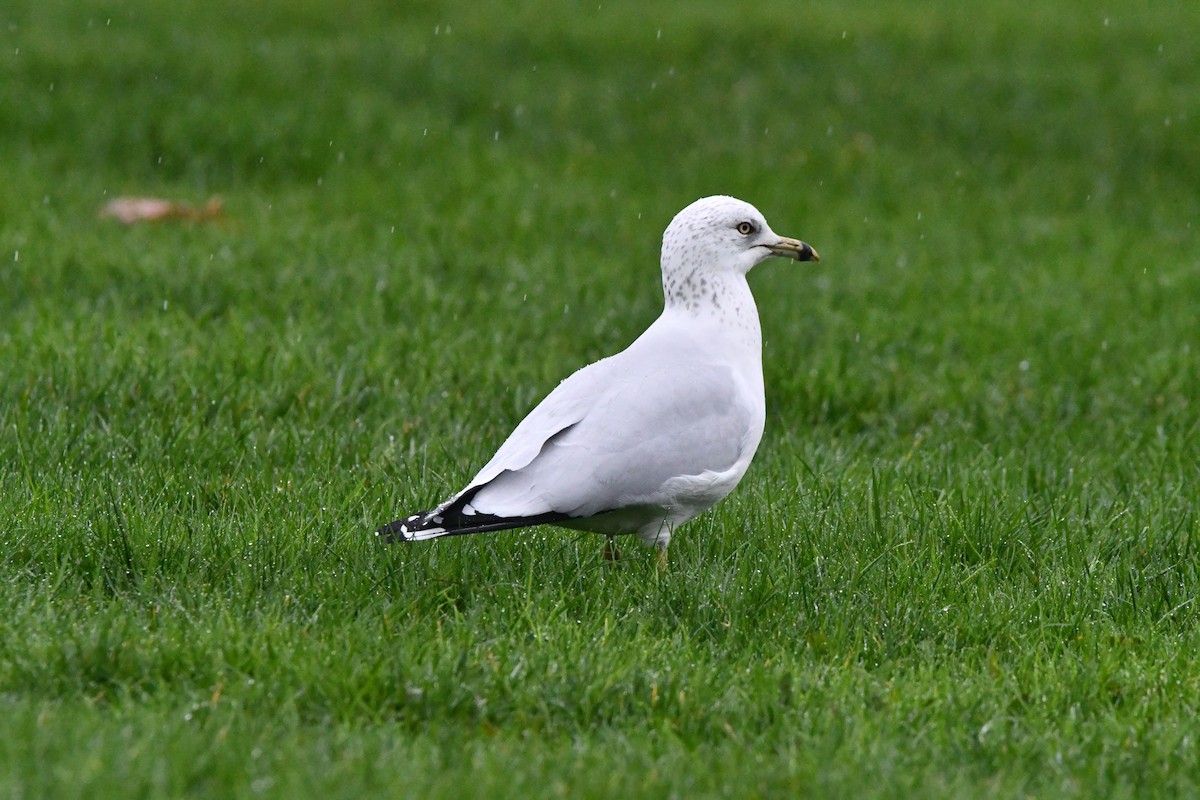 Ring-billed Gull - ML646368209