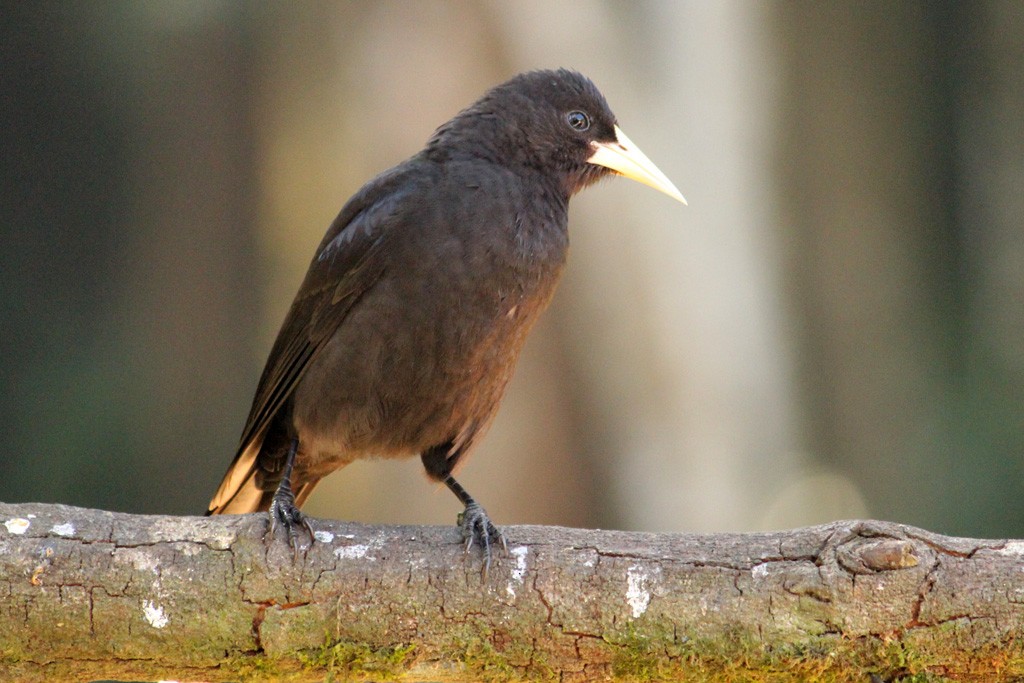 Red-rumped Cacique - ML64636821