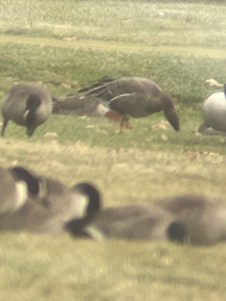 Tundrasaatgans - ML646368210