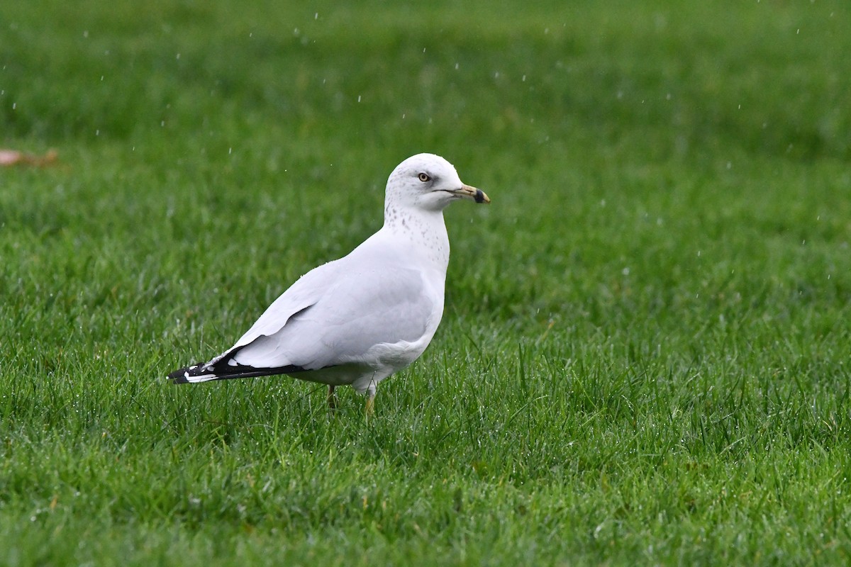 Ring-billed Gull - ML646368211