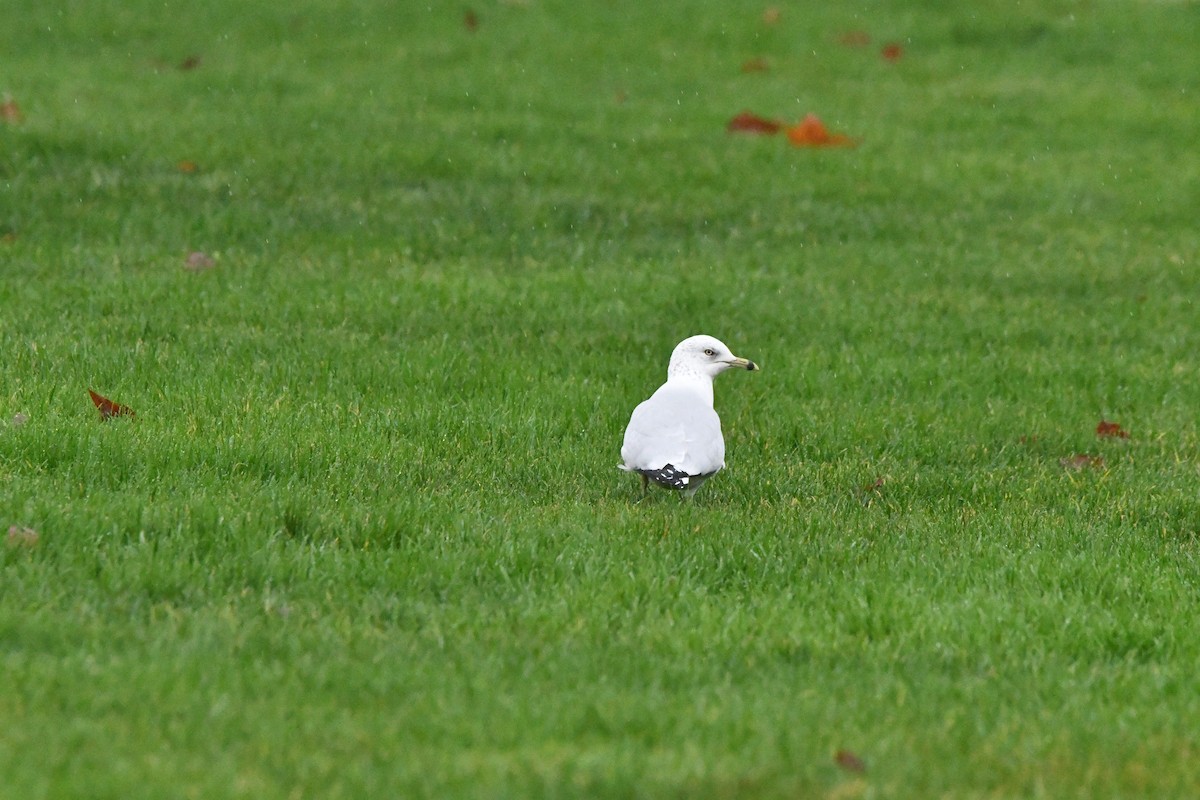 Ring-billed Gull - ML646368212