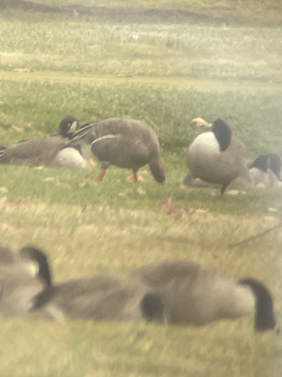 Tundrasaatgans - ML646368213