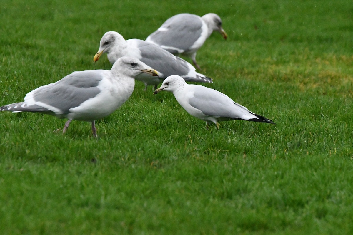 Ring-billed Gull - ML646368214