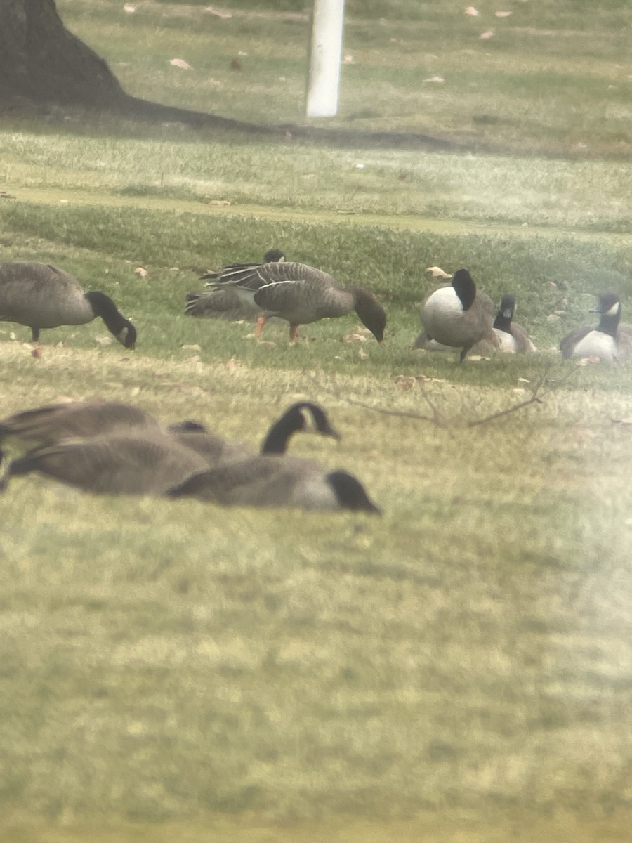 Tundrasaatgans - ML646368215