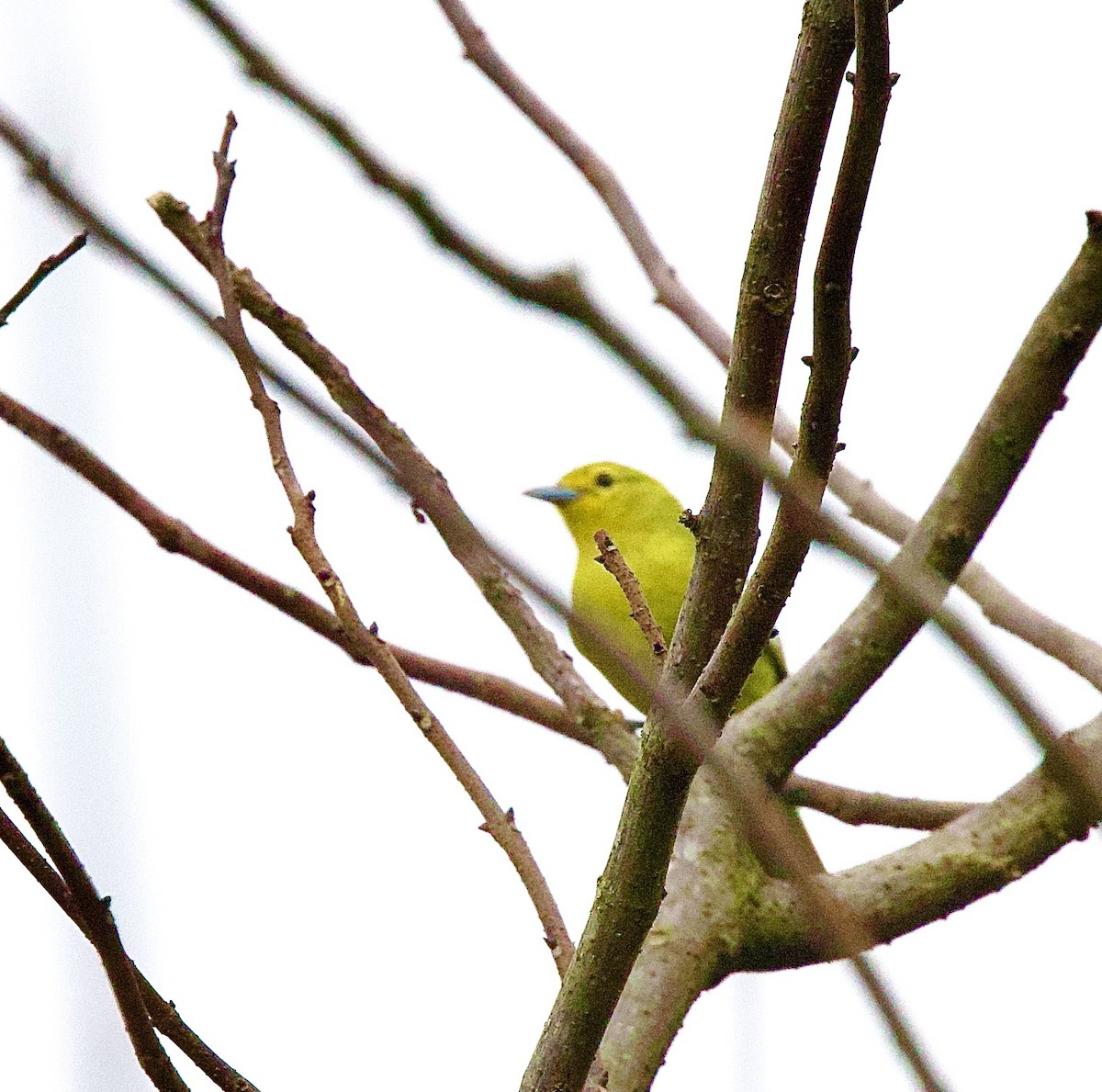 Йора чорнокрила - ML646368219