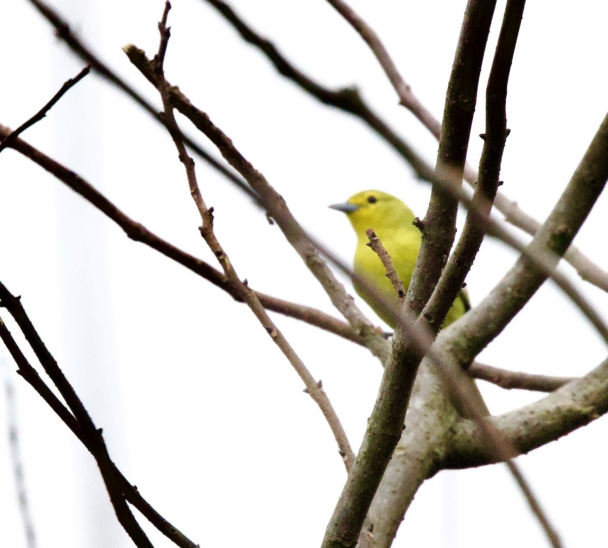 Йора чорнокрила - ML646368220