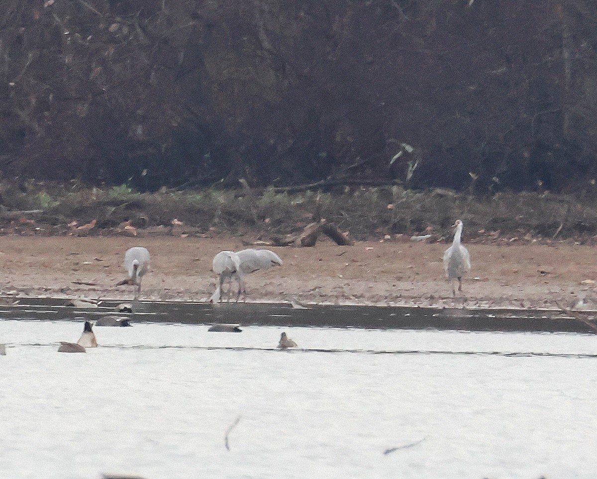 Sandhill Crane - ML646368222