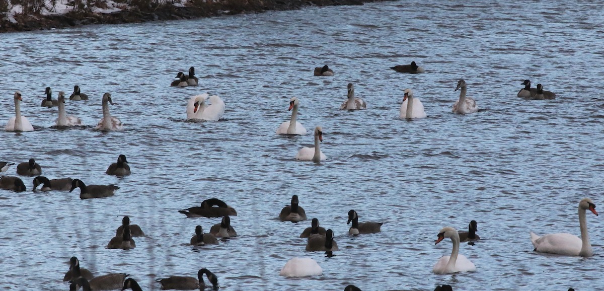 Mute Swan - ML646368223