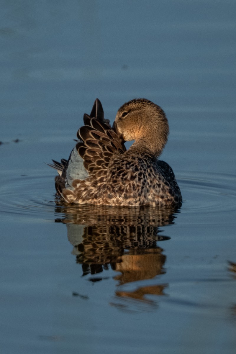 Fulvous Whistling-Duck - ML646368224