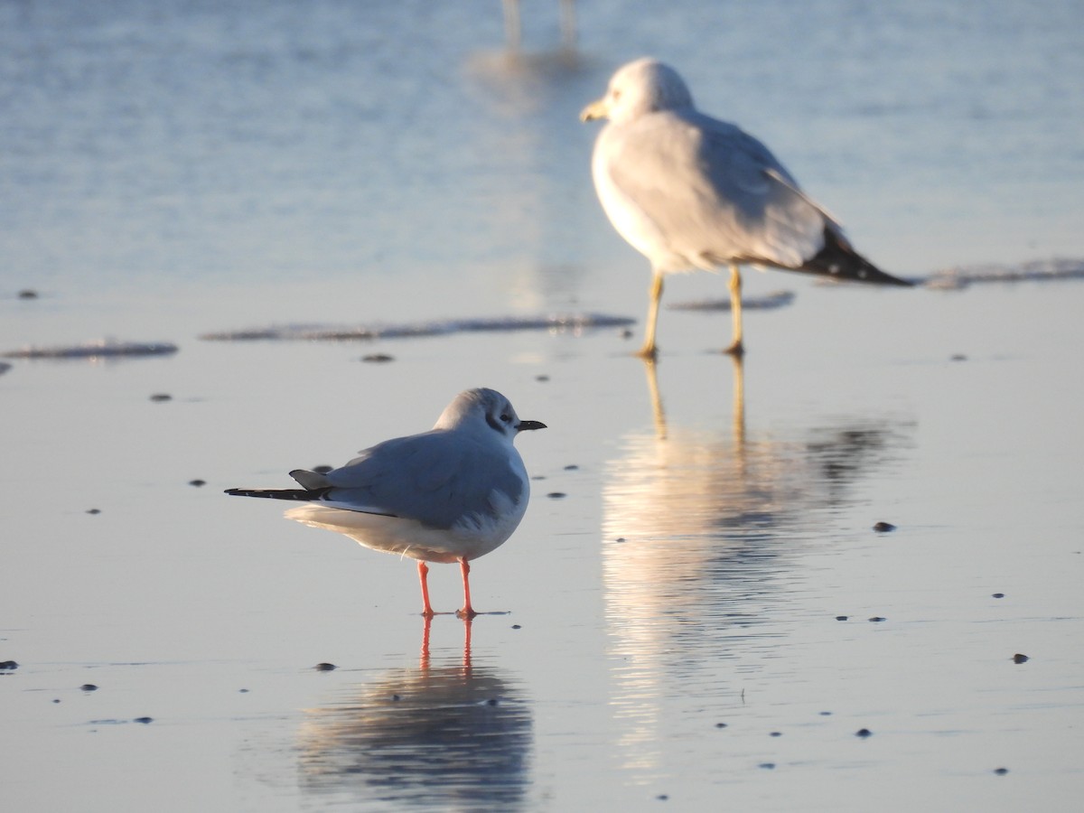 racek Bonapartův - ML646368225