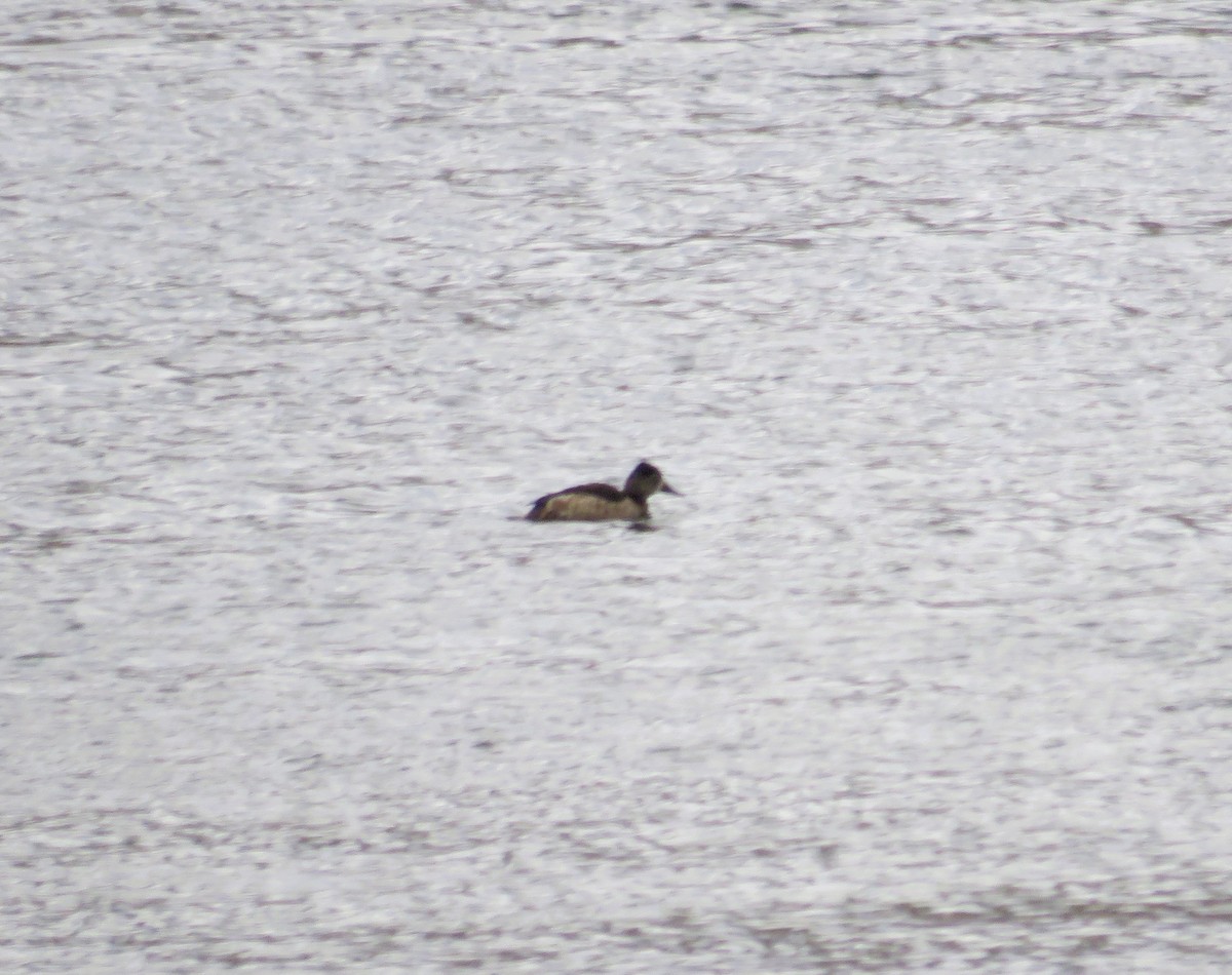 クビワキンクロ - ML646368228