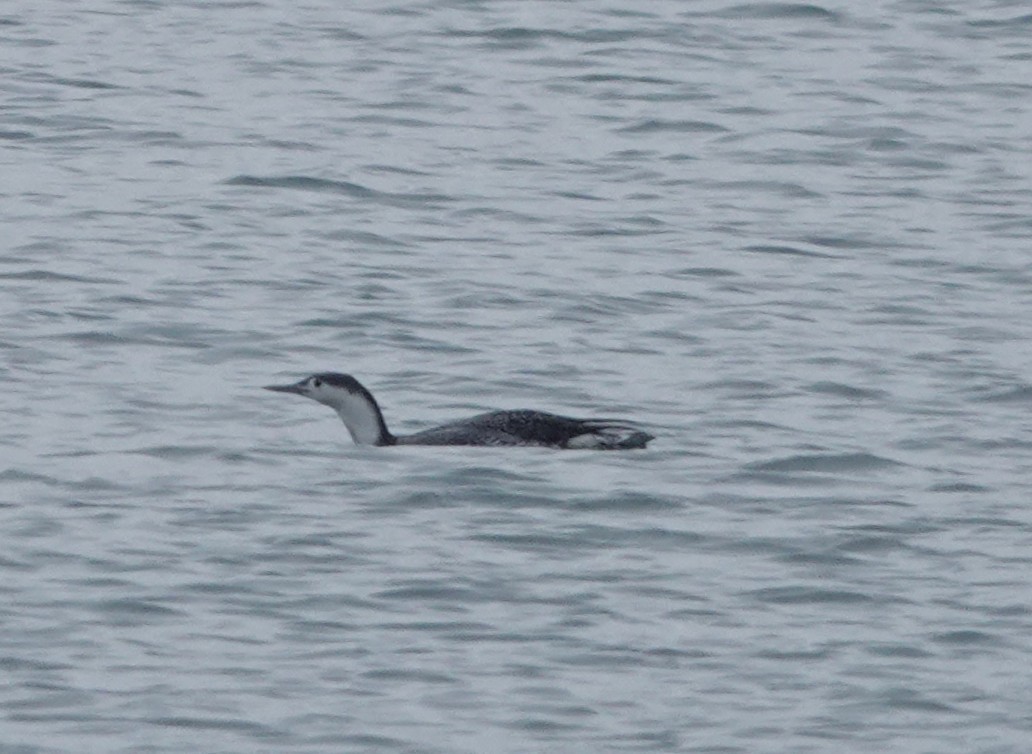 紅喉潛鳥 - ML646368229