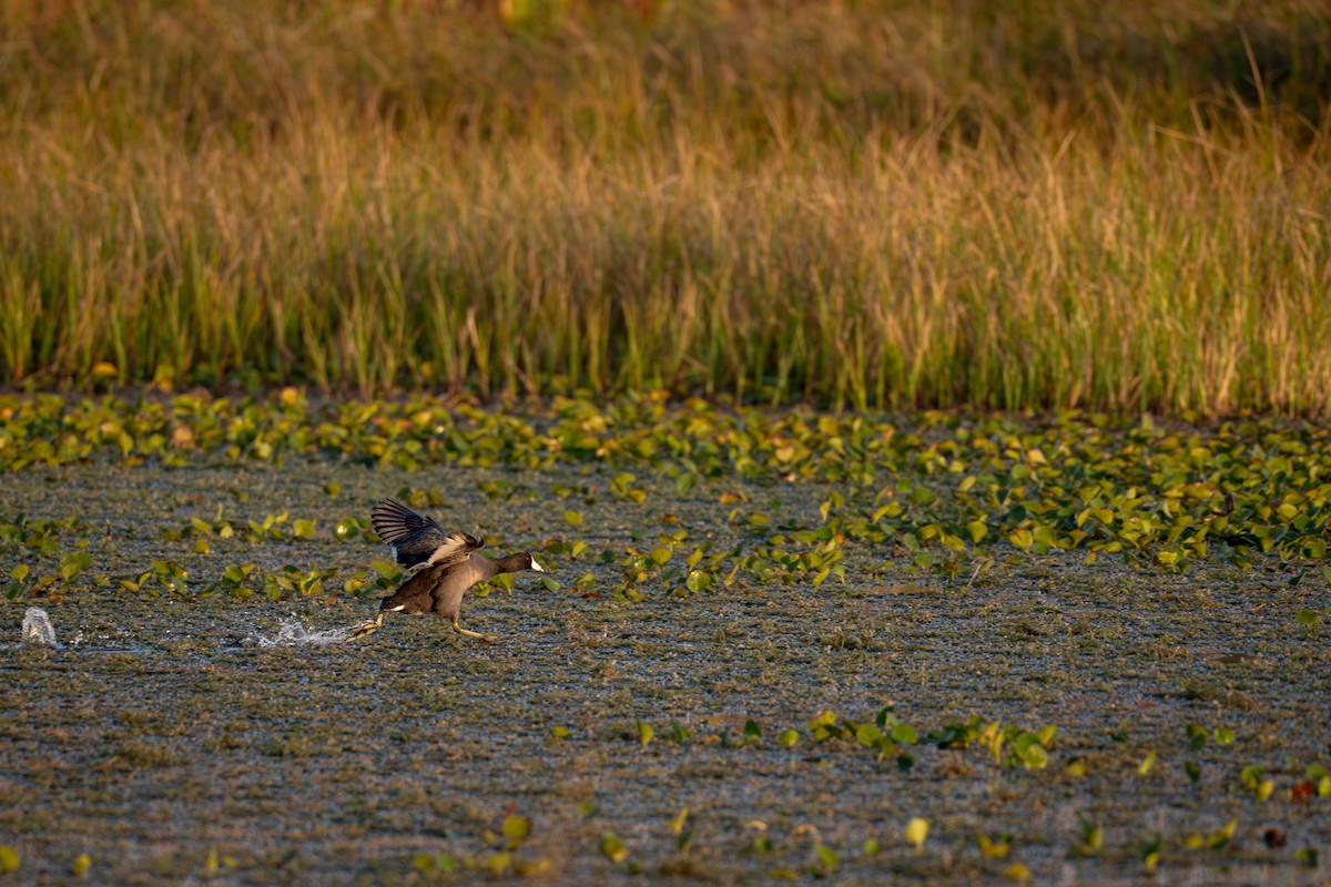 Лиска американська - ML646368233