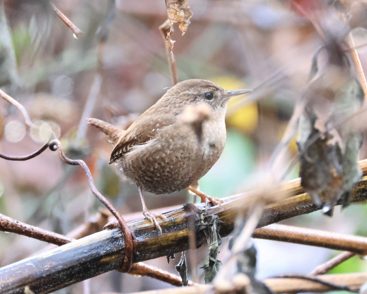 Winter Wren - ML646368237