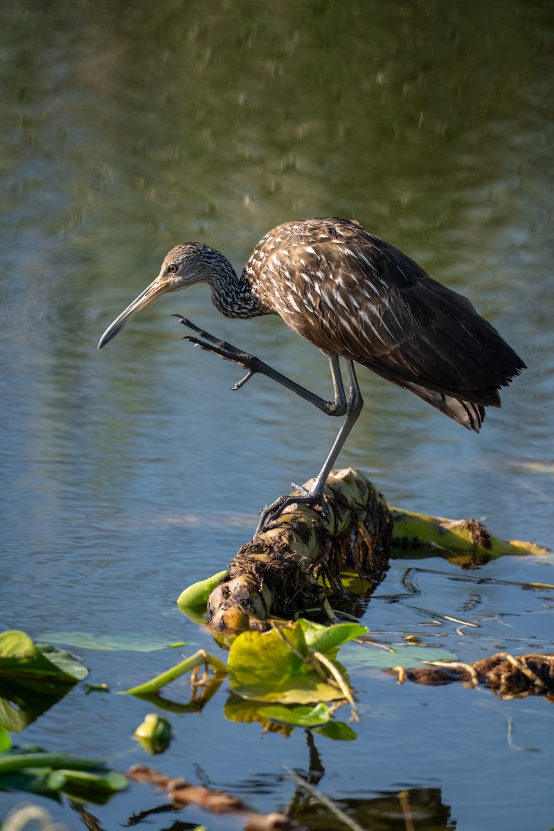 Limpkin - ML646368239
