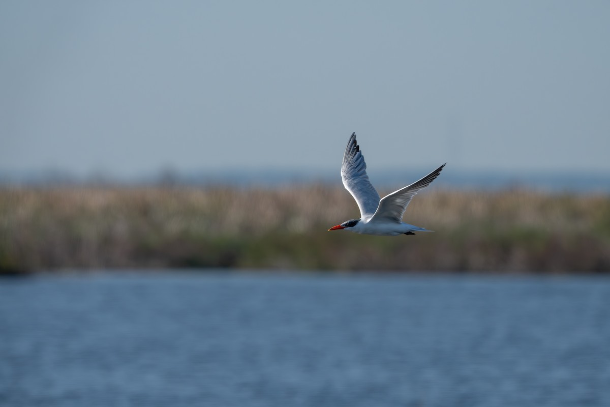 Caspian Tern - ML646368244