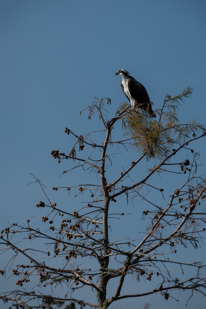 Osprey - ML646368245
