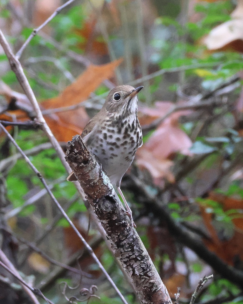 Hermit Thrush - ML646368246