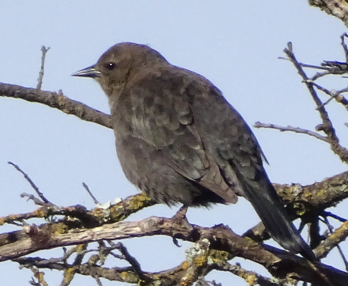 Brewer's Blackbird - ML646368250