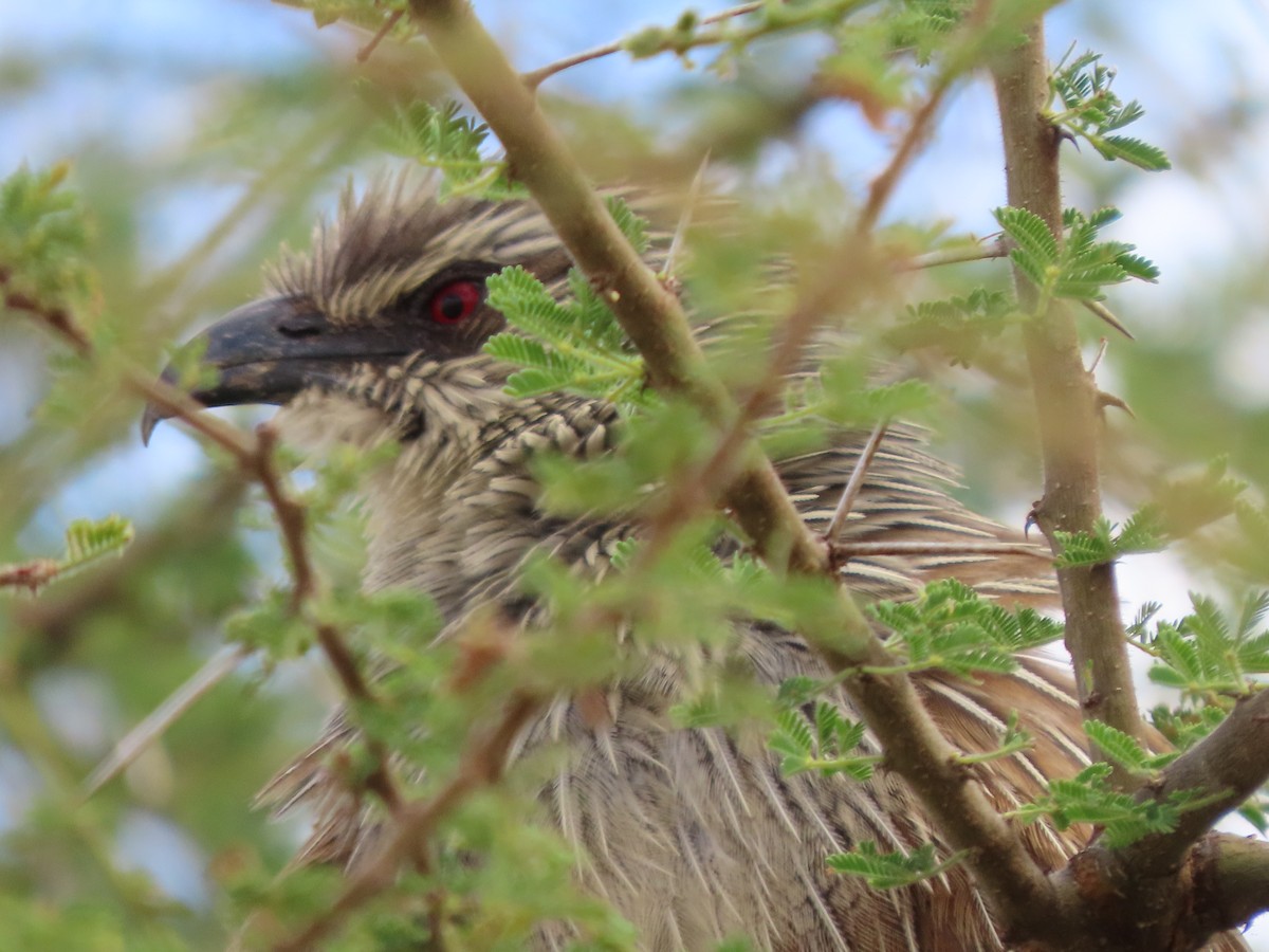 White-browed Coucal - ML646368251