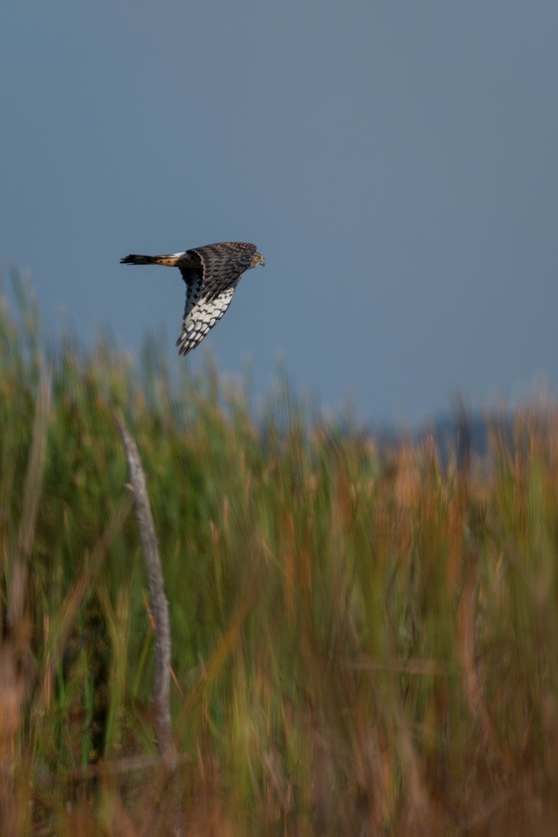 Northern Harrier - ML646368253