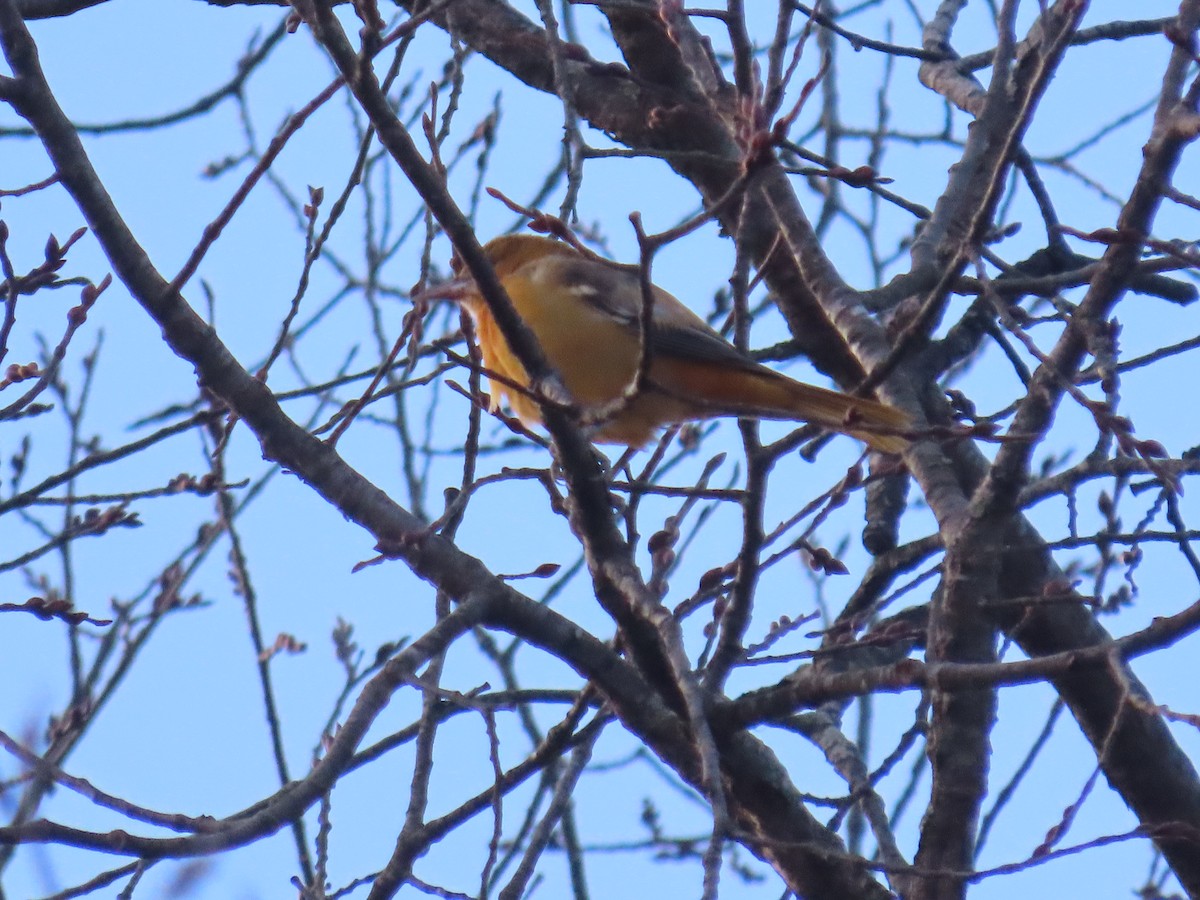 Baltimore Oriole - ML646368254