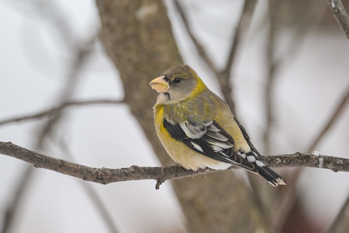 Evening Grosbeak - ML646368255
