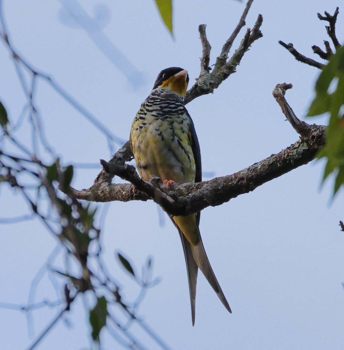 Swallow-tailed Cotinga (Swallow-tailed) - ML646368256