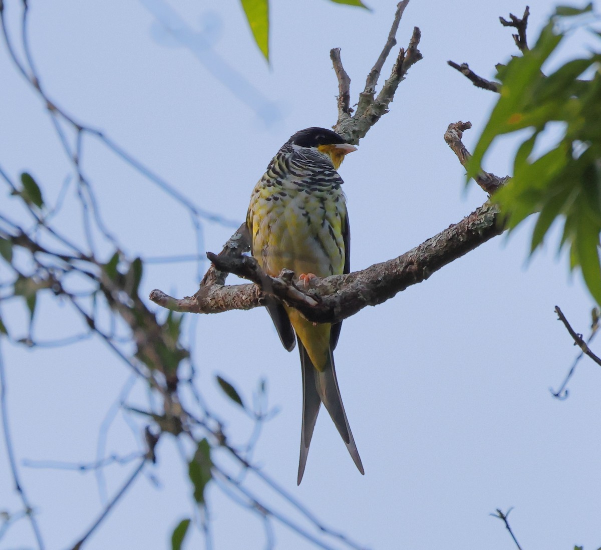 Swallow-tailed Cotinga (Swallow-tailed) - ML646368257