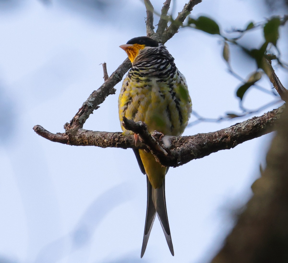 Swallow-tailed Cotinga (Swallow-tailed) - ML646368258