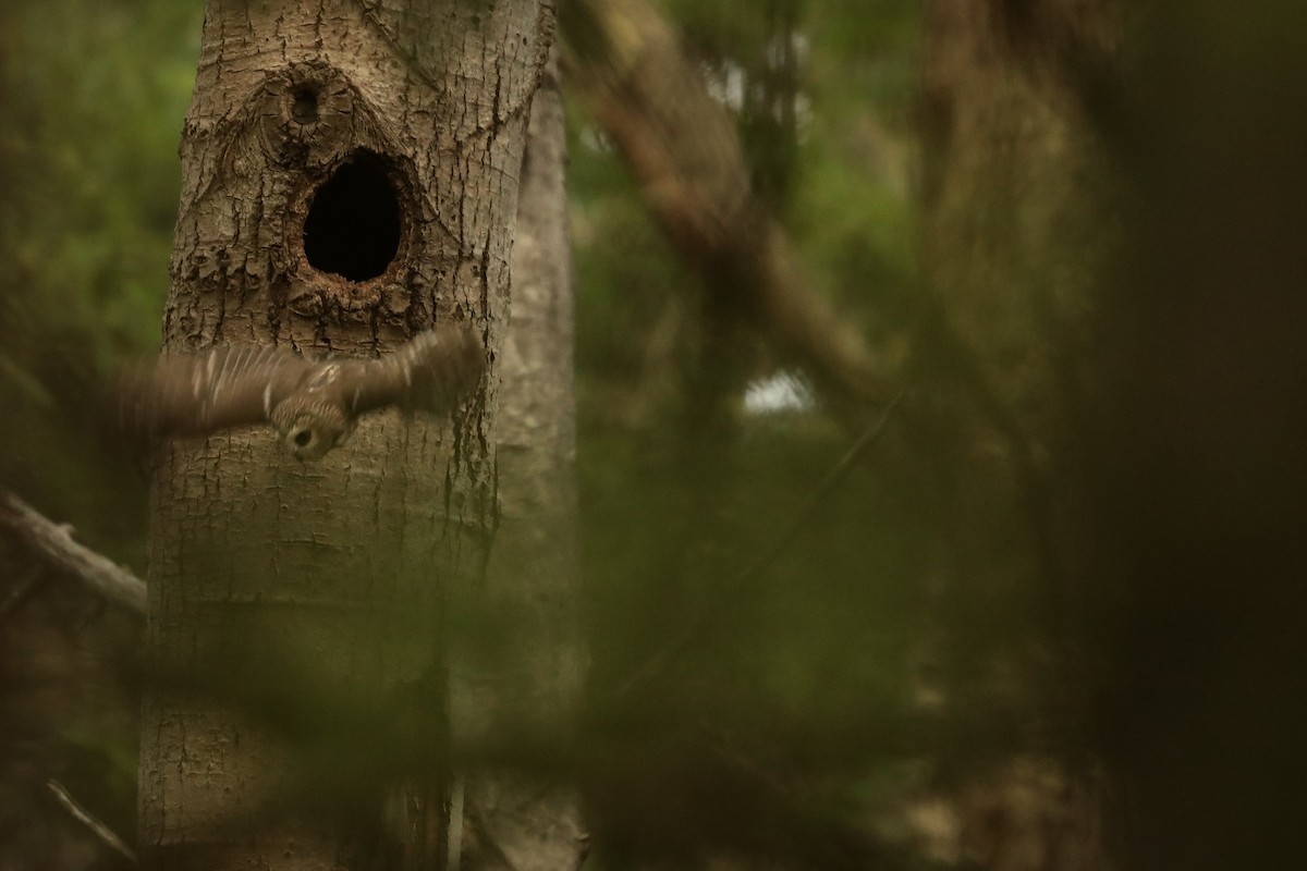 Northern Saw-whet Owl - ML646368259