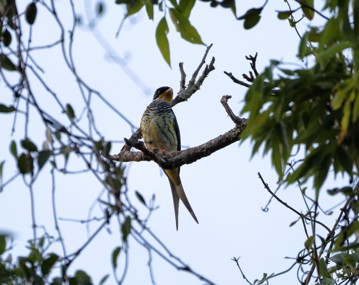 Swallow-tailed Cotinga (Swallow-tailed) - ML646368260