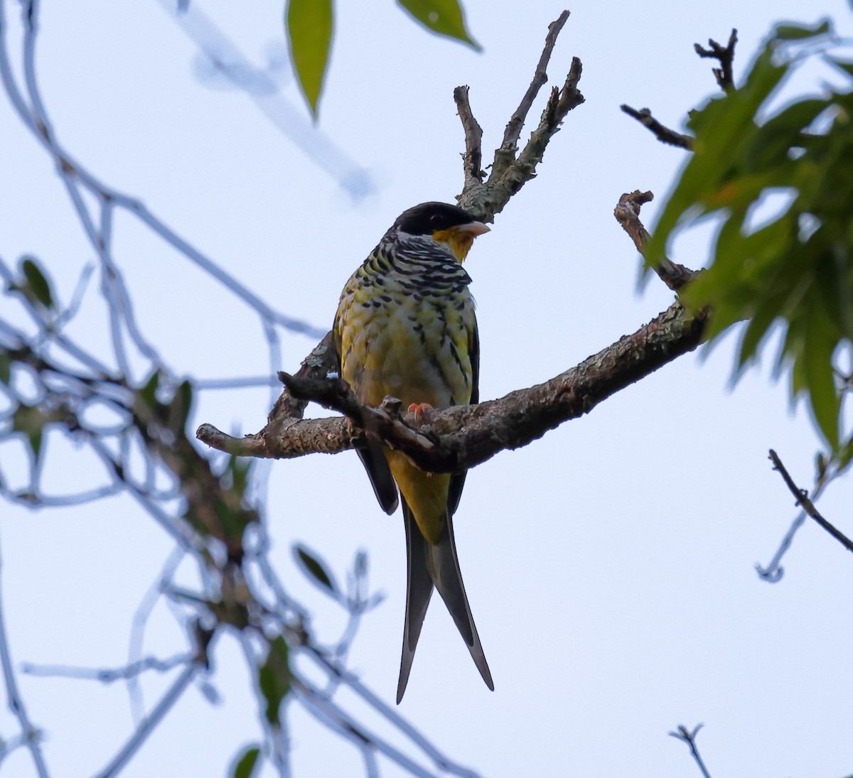 Swallow-tailed Cotinga (Swallow-tailed) - ML646368261