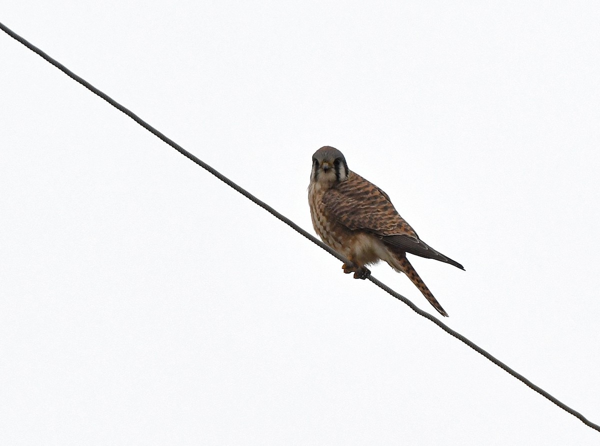 American Kestrel - ML646368263