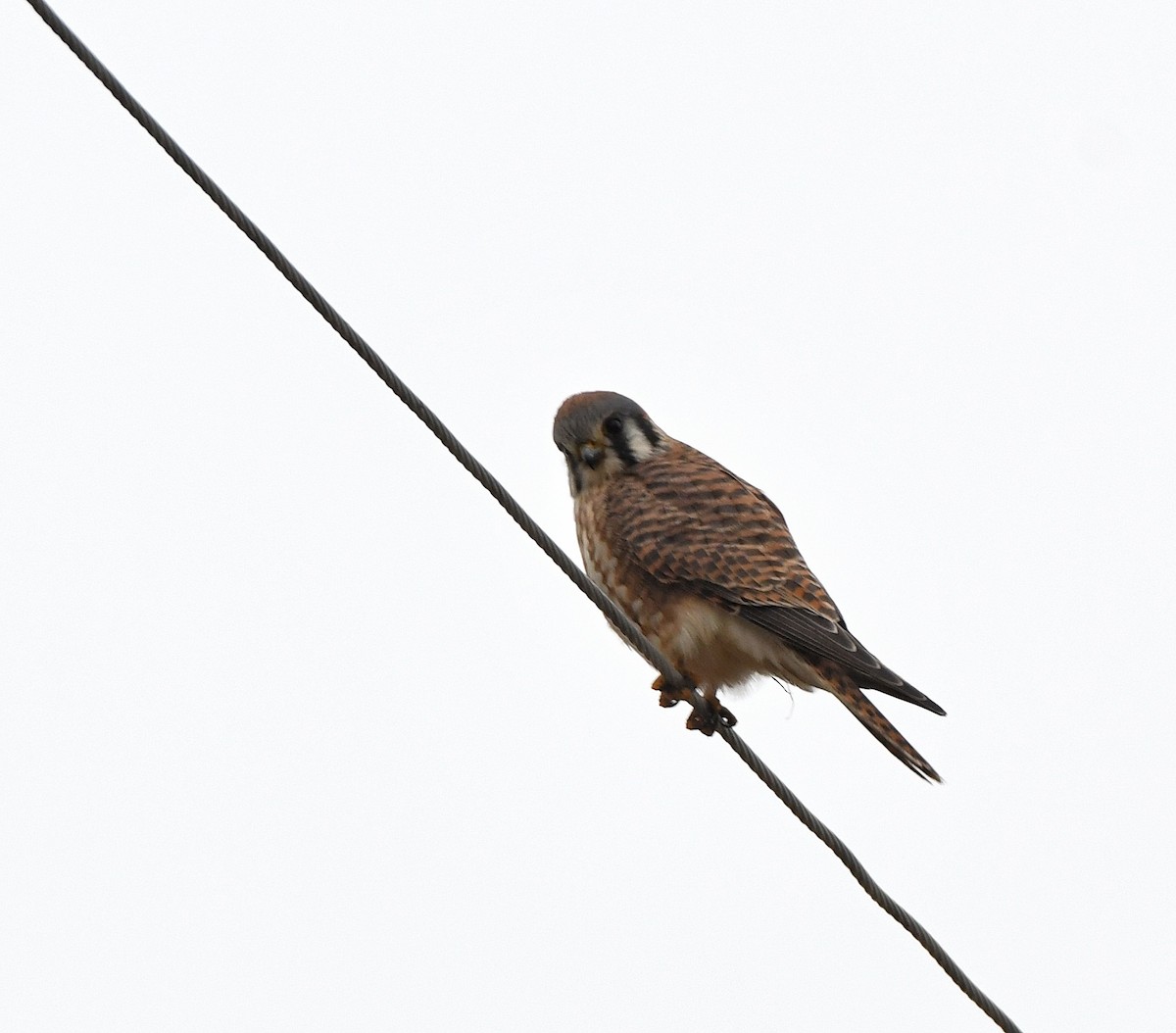 American Kestrel - ML646368264